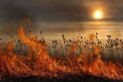 Минприроды ЛНР продлило ограничение на пребывание в лесах из-за пожарной опасности