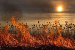 МЧС ЛНР продлило действие самого высокого класса пожарной опасности до 4 сентября