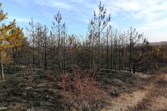 В Республике продолжает действовать 5 класс пожарной опасности, в ряде муниципальных образований введен режим чрезвычайной ситуации