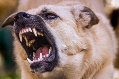 Памятка: Как вести себя при встречи с животными без владельцев?