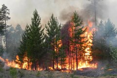 Пожары ежегодно уничтожают почти два миллиона гектаров наших лесов, а в отдельные годы и больше